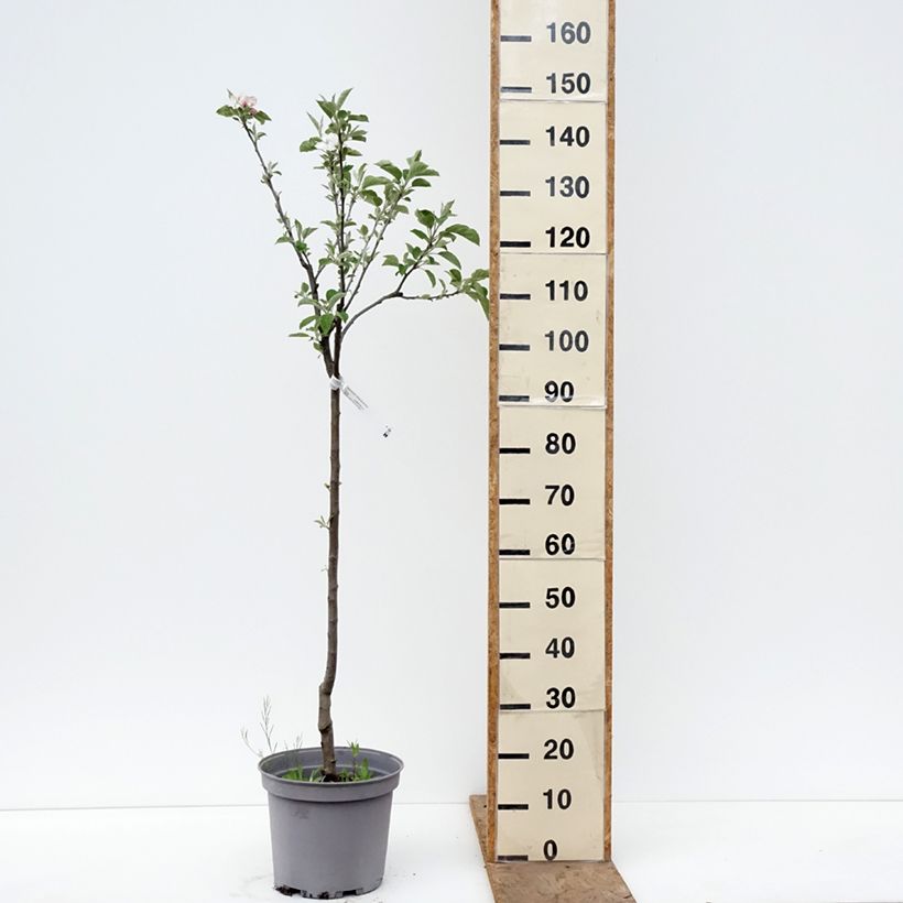 Exemplaar van Appelboom Reinette de Brive Pot van 7,5 l/10 l, Kelkvormig zoals geleverd in de lente