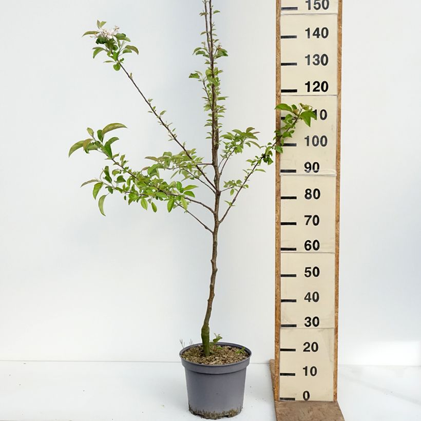 Exemplaar van Appelboom Reinette du Mans Pot van 7,5 l/10 l, Kelkvormig zoals geleverd in de lente