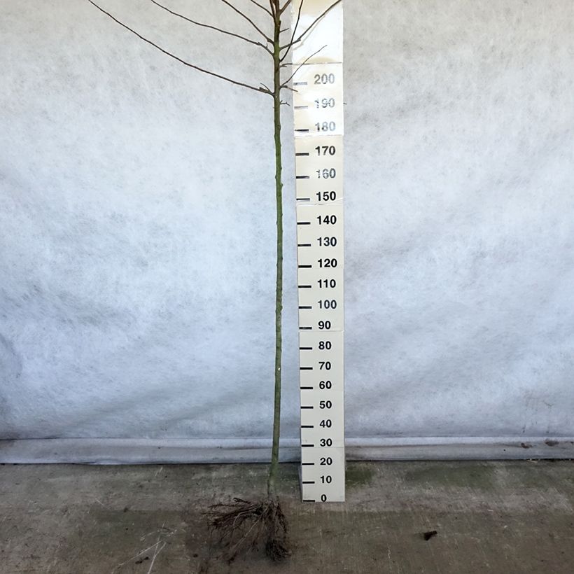 Exemplaar van Appelboom Reinette Etoilée (Sterappel) Naakte wortel, Hoogstam zoals geleverd in de winter