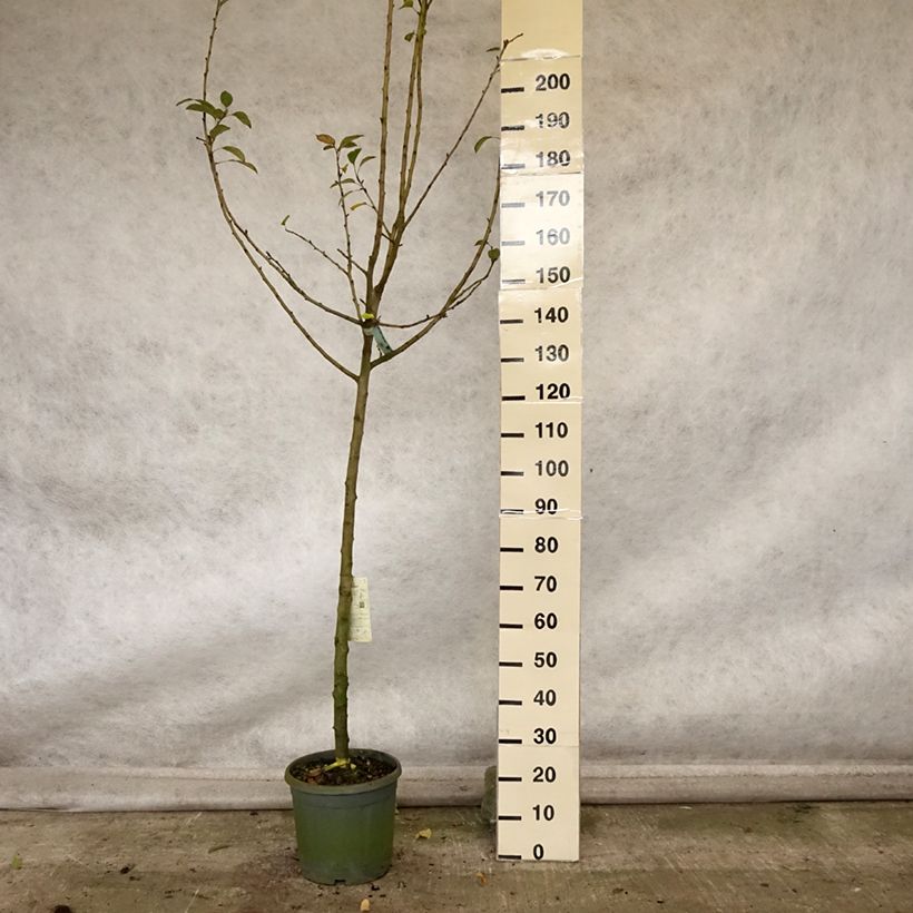Exemplaar van Appelboom Reinette grise du Canada Pot van 7,5 l/10 l, Half-hoge stam zoals geleverd in de herfst