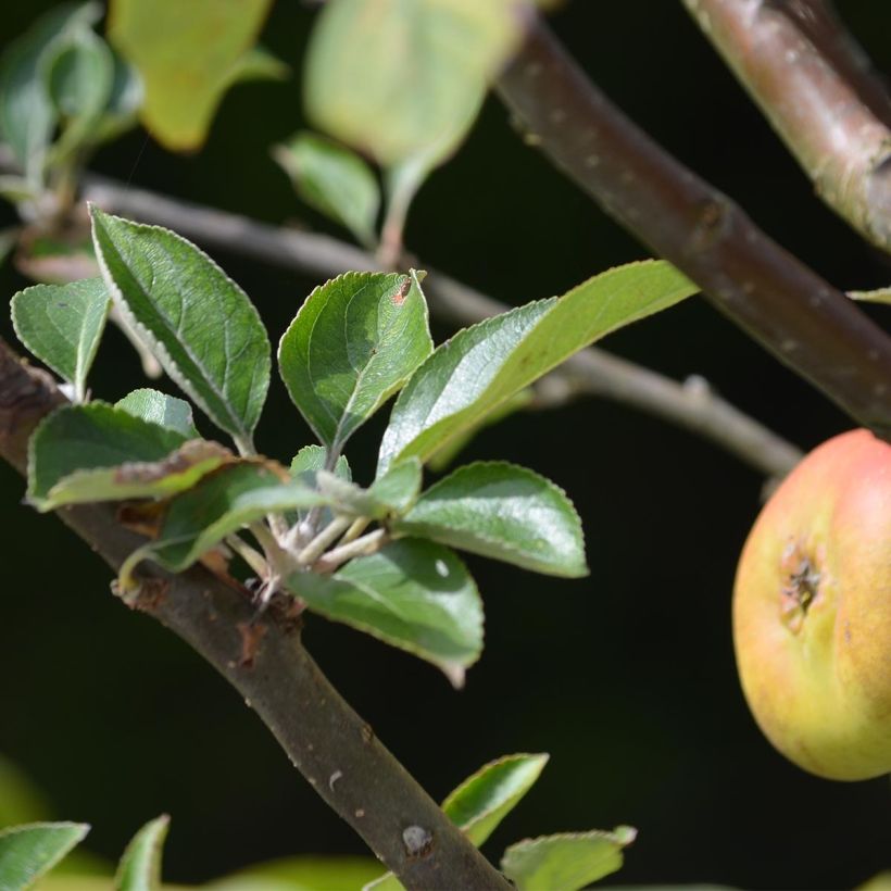 Appelboom Reinette grise du Canada (Blad)