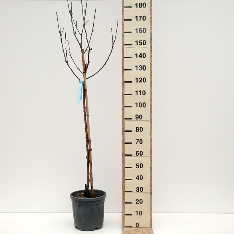 Exemplaar van Pommier Royal Gala Pot de 7,5L/10L, Demi-Tige zoals geleverd in de winter