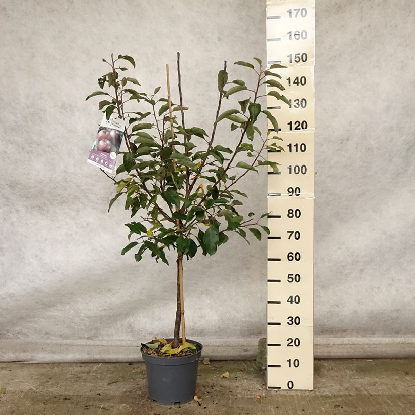 Exemplaar van Appelboom Royal Gala Pot van 7,5 l/10 l, Kelkvormig zoals geleverd in de herfst