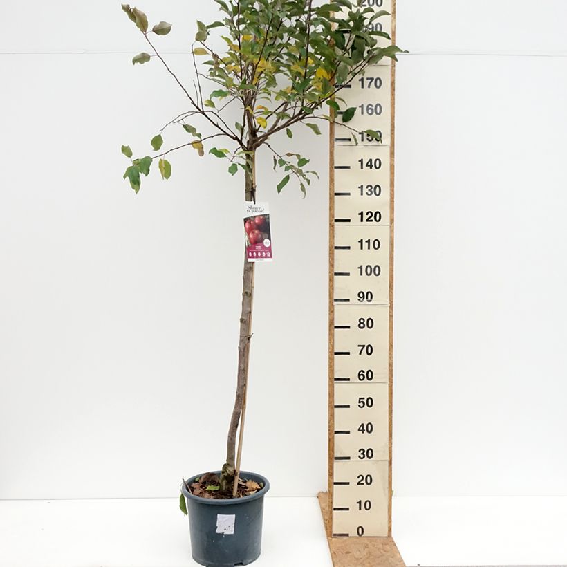 Exemplaar van Appelboom Royal Gala Pot van 7,5 l/10 l, Half-hoge stam zoals geleverd in de herfst