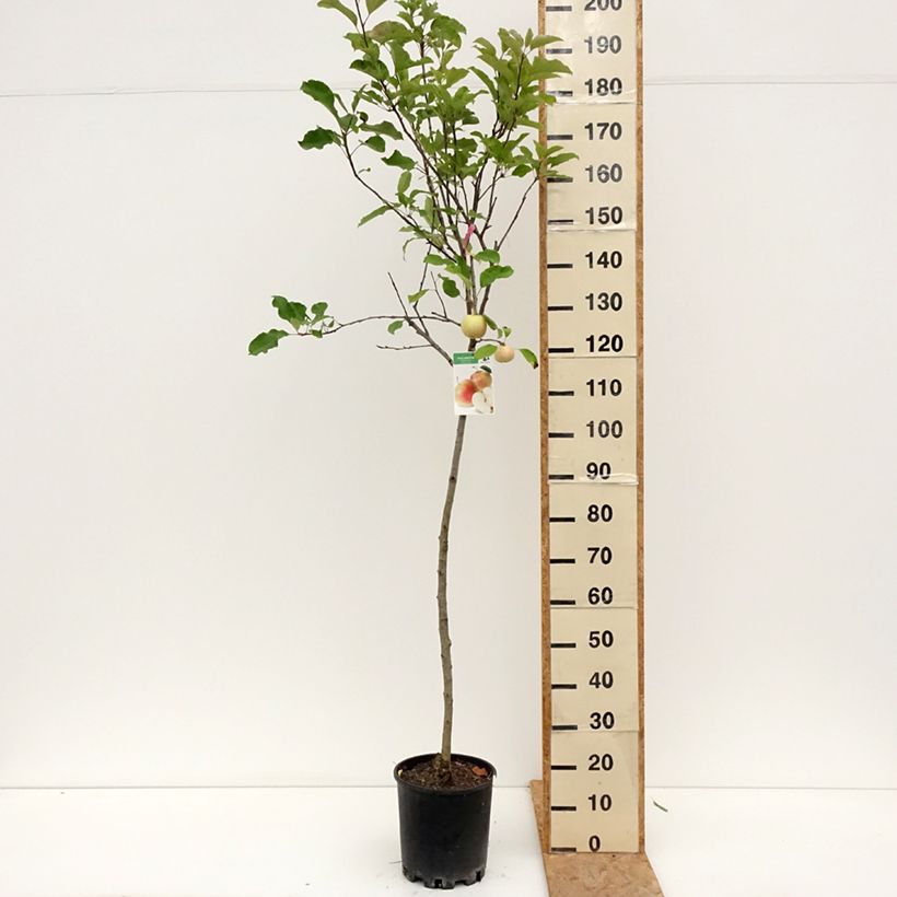 Exemplaar van Appelboom Royal Gala Pot van 7,5 l/10 l, Half-hoge stam zoals geleverd in de zomer