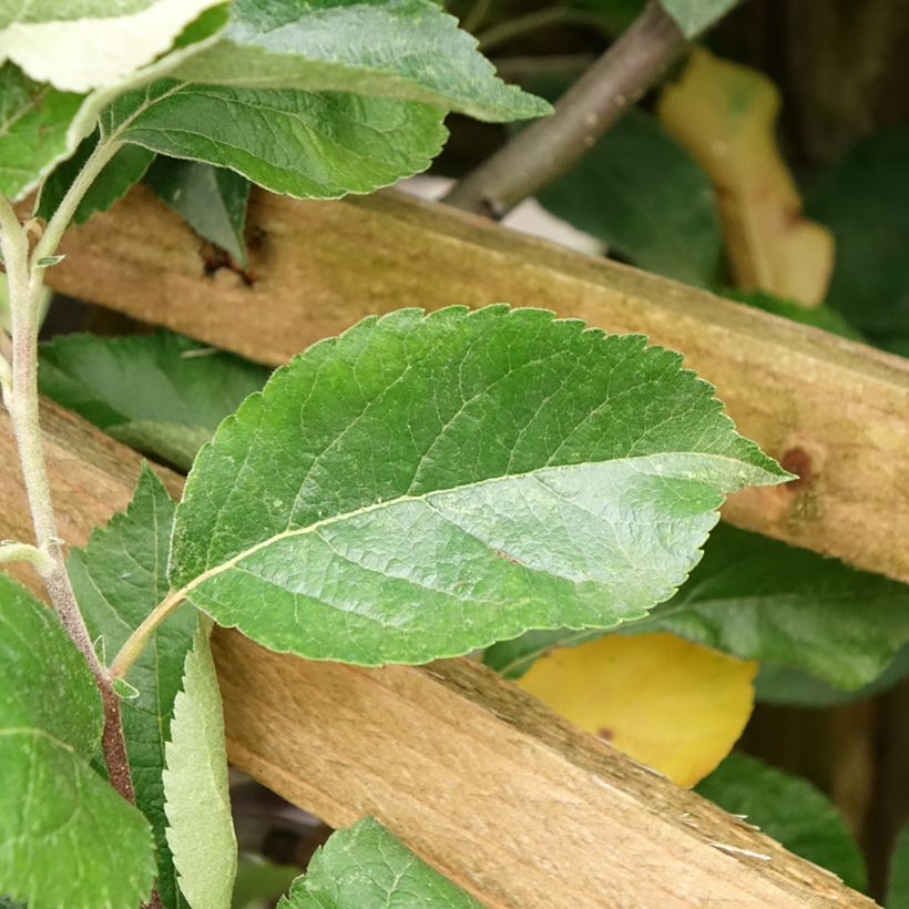 Appelboom Royale Delbard - Georges Delbard (Blad)