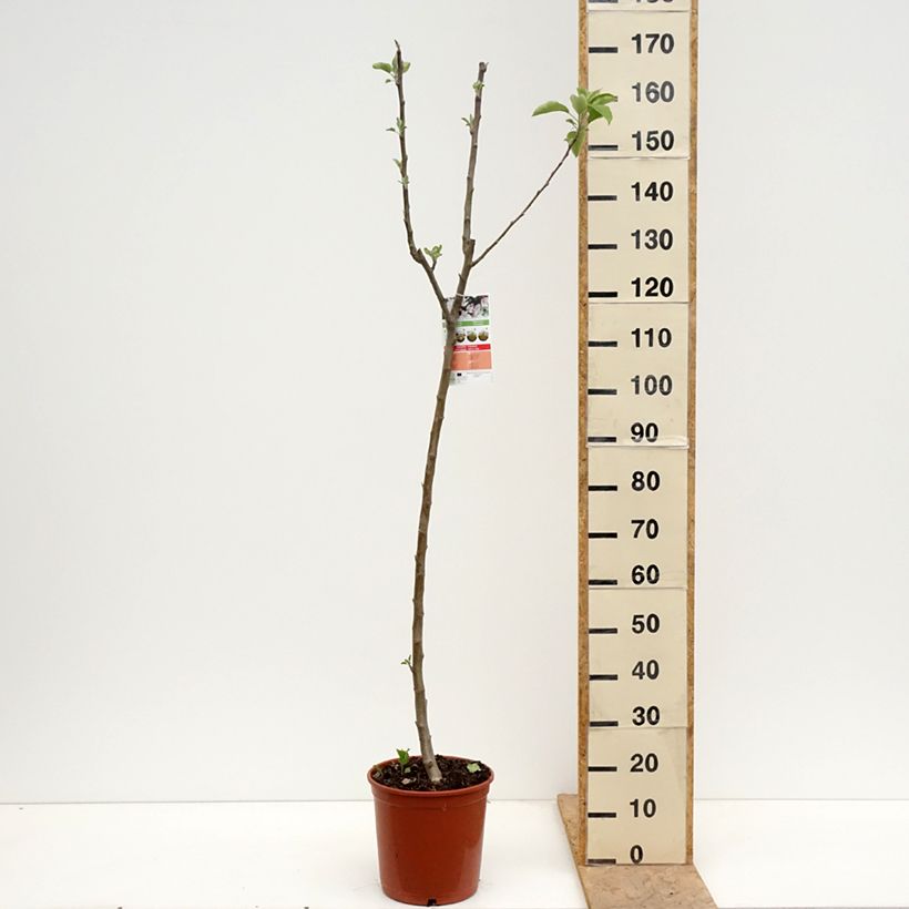 Exemplaar van Appelboom Starking Delicious Pot van 7,5 l/10 l, Half-hoge stam zoals geleverd in de lente
