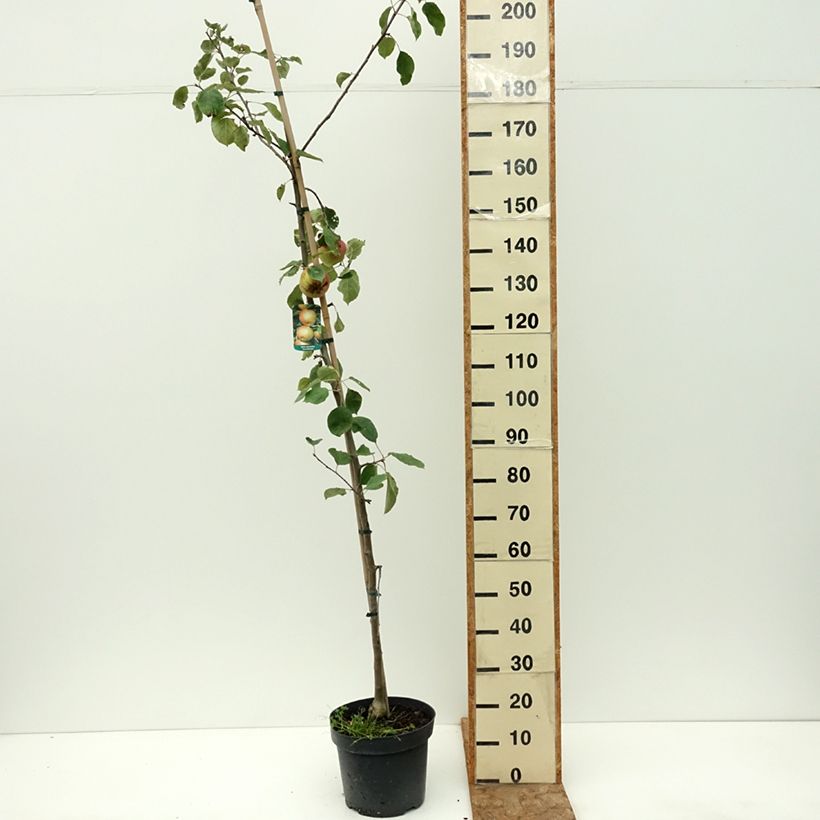 Exemplaar van Appelboom Grijze Renet (Szara Reneta) Pot van 7,5 l/10 l, Onderstam zoals geleverd in de zomer
