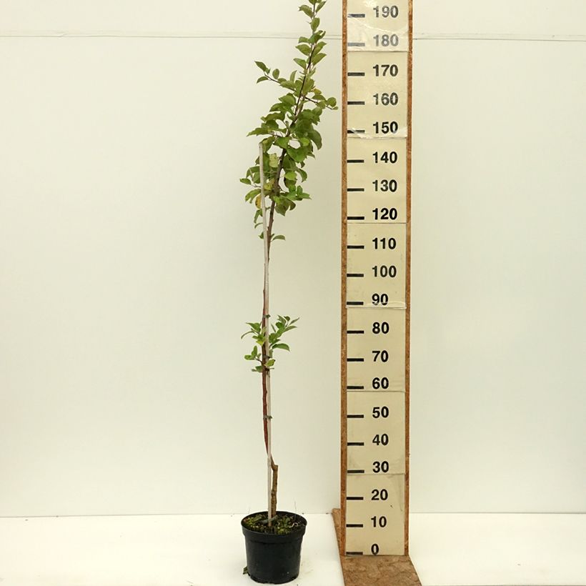 Exemplaar van Appelboom Truskawkowe Nietschnera Pot van 4 l/5 l, Onderstam zoals geleverd in de zomer