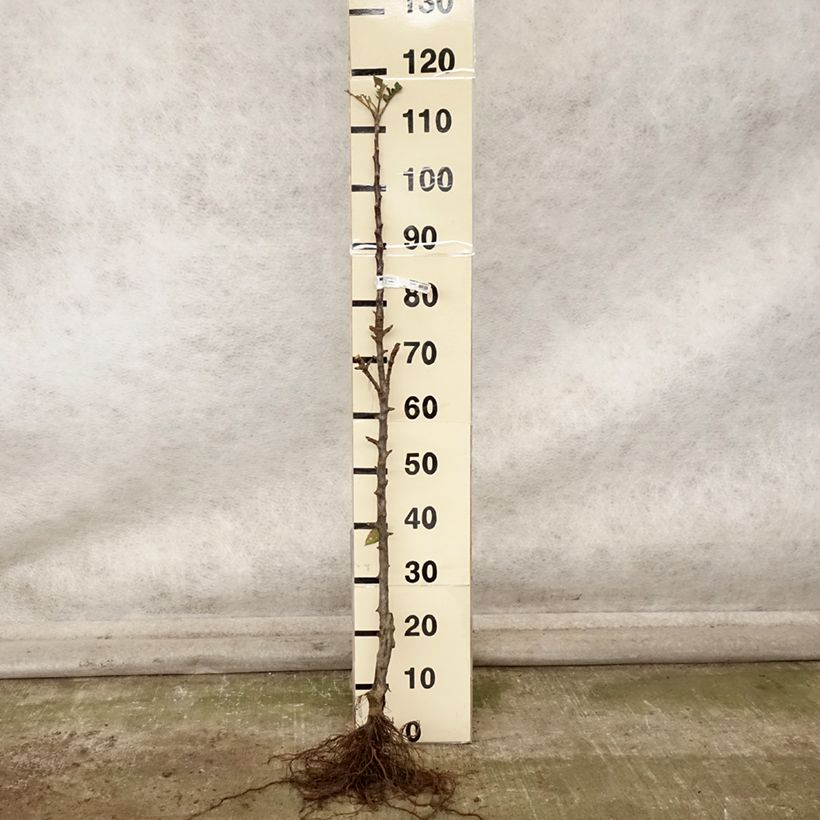 Example of Zuilvormige appelboom Vaux Le Vicomte - Georges Delbard Naakte wortel, Zuilvormig as you get in automne