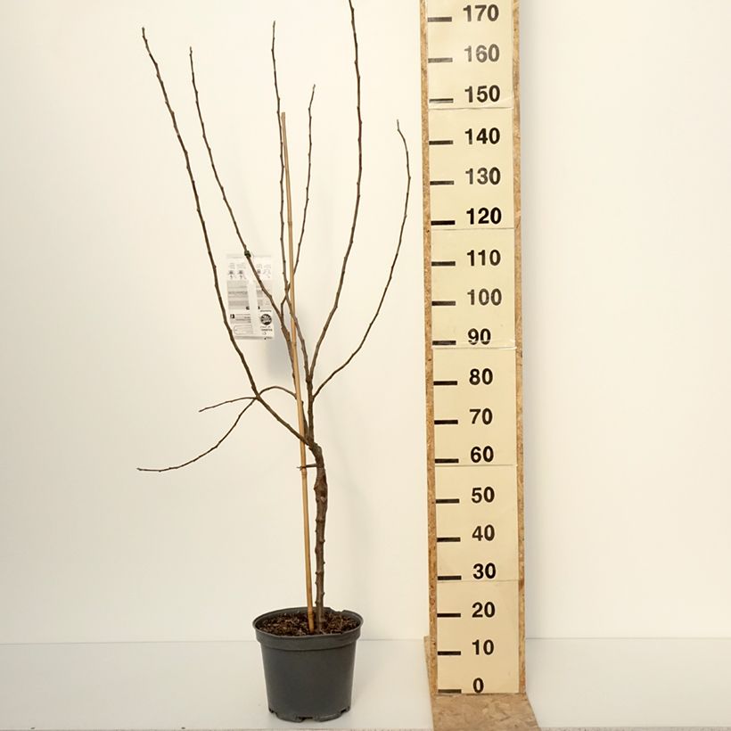 Exemplaar van Pommier Winter Banana Pot de 7,5L/10L, Gobelet zoals geleverd in de winter