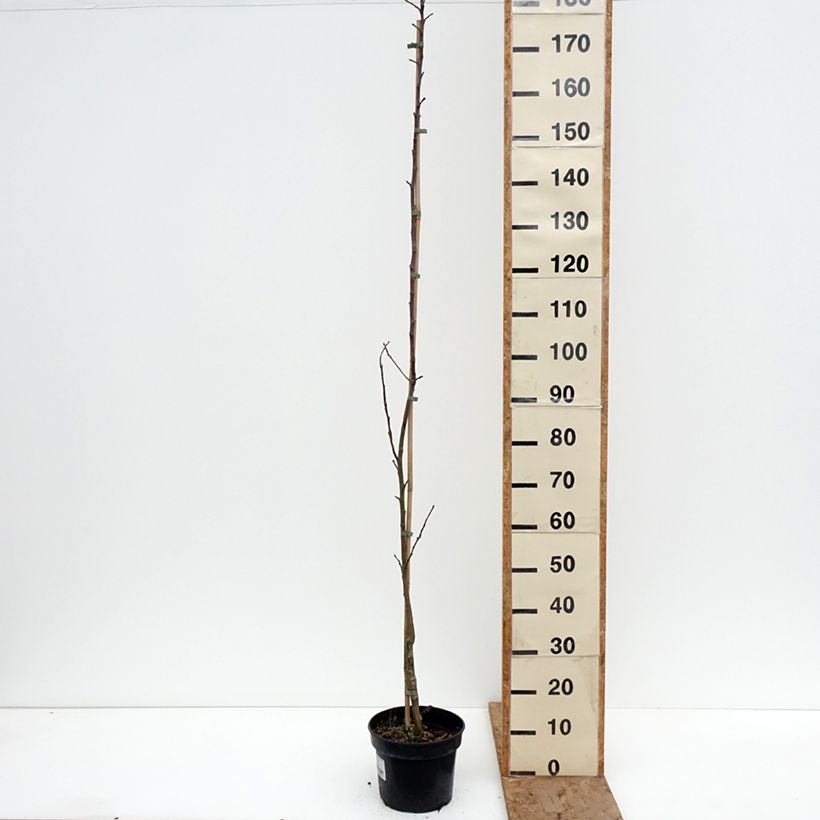 Exemplaar van Appelboom Złotka Kwidzyńska Pot van 4 l/5 l, Onderstam zoals geleverd in de winter