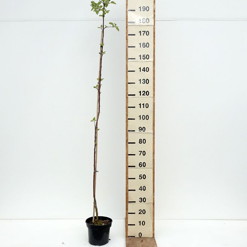 Exemplaar van Appelboom Złotka Kwidzyńska Pot van 4 l/5 l, Onderstam zoals geleverd in de lente