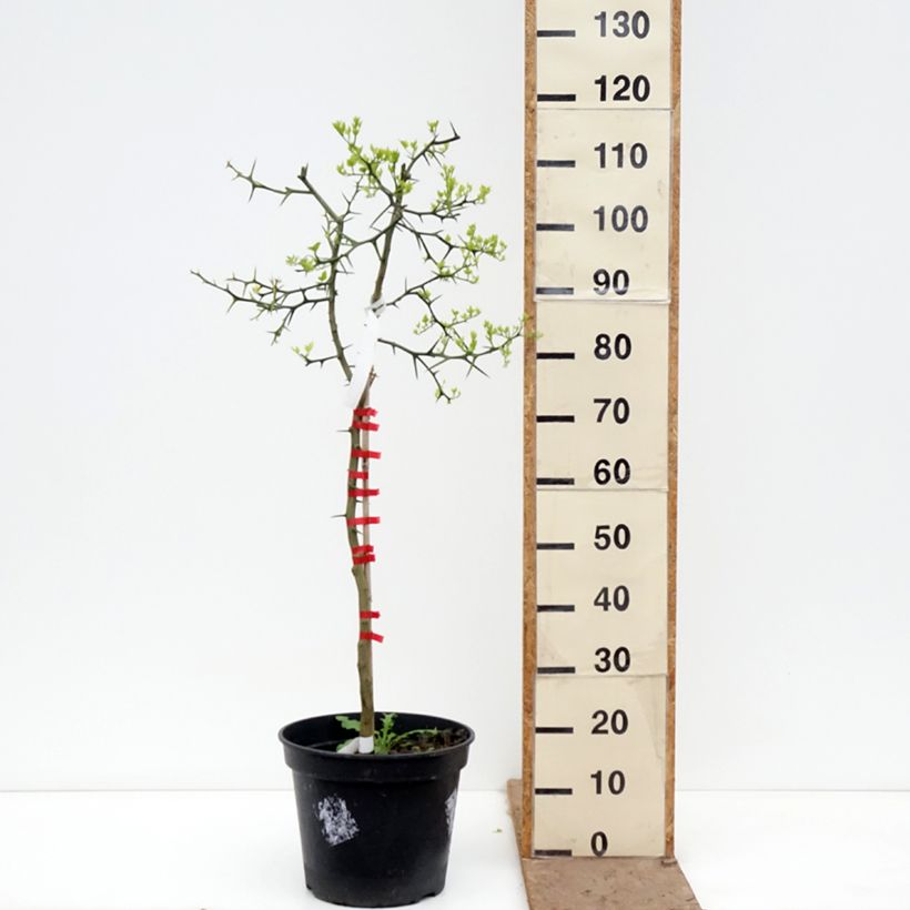 Exemplaar van Poncirus trifoliata - Wilde citroen Pot van 7,5 l/10 l zoals geleverd in de lente