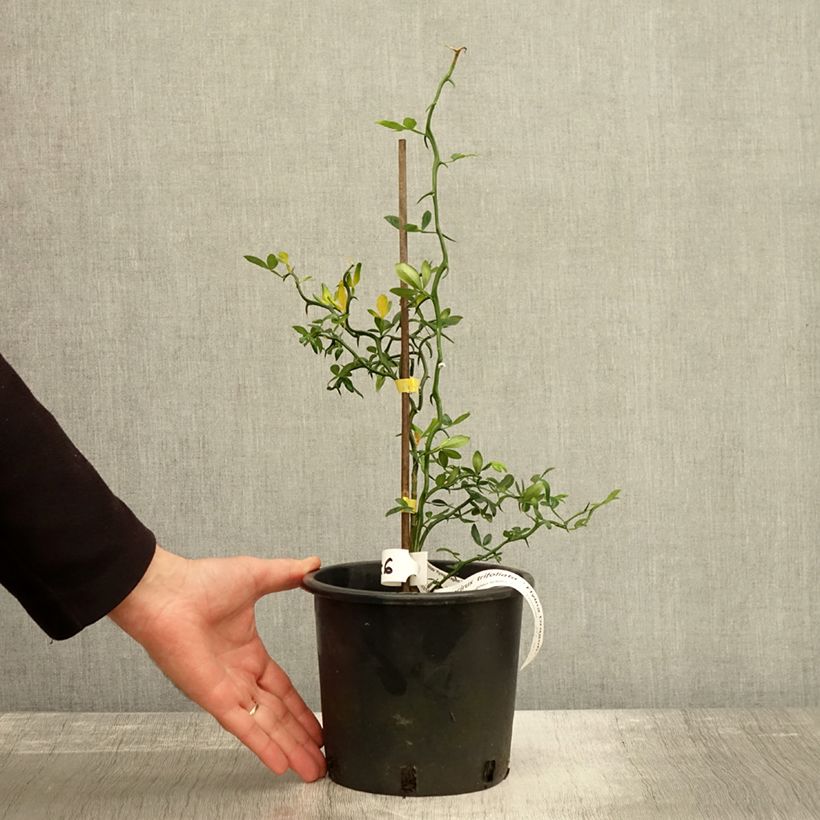 Exemplaar van Poncirus trifoliata Flying Dragon - Citronnier tortueux Pot de 2L/3L zoals geleverd in de herfst