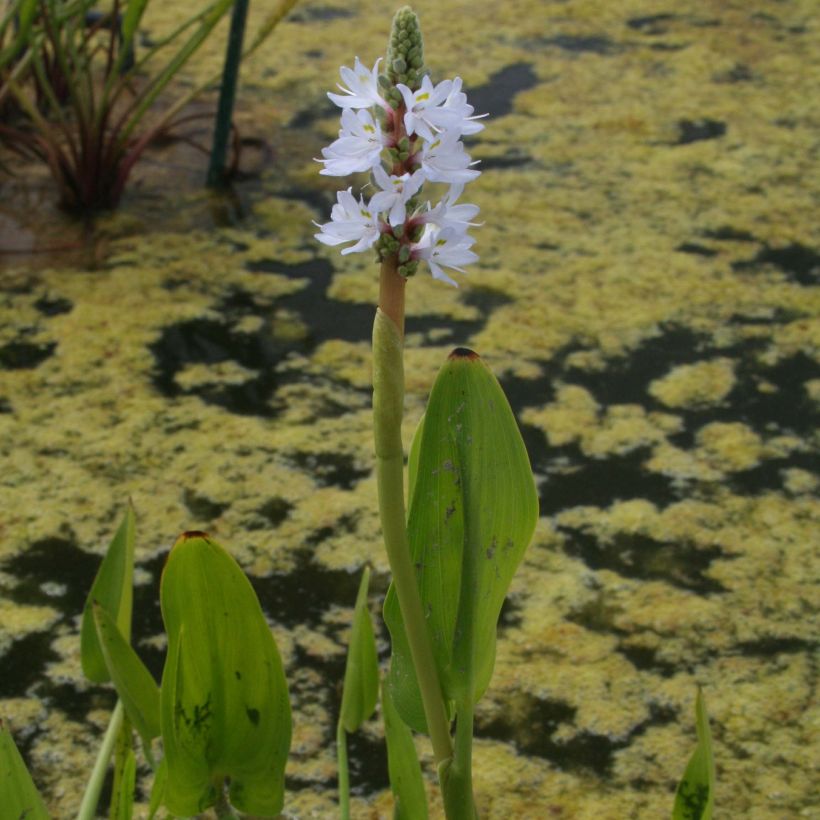 Pontederia cordata White Pike - Moerashyacint (Bloei)
