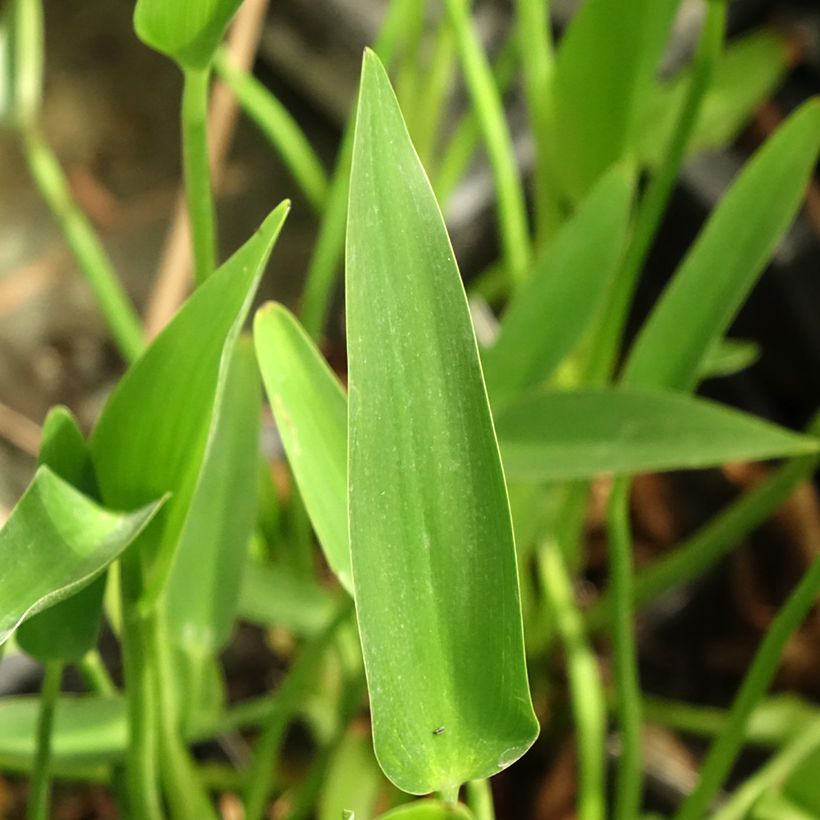 Pontederia lanceolata - Reuzensnoekkruid (Blad)