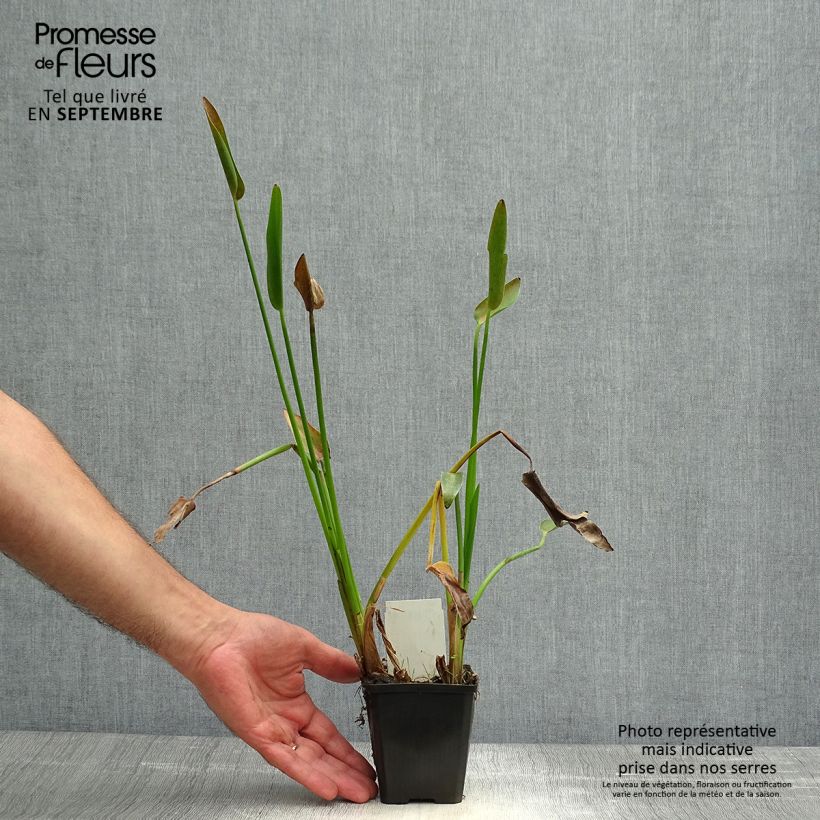 Exemplaar van Pontederia lanceolata - Reuzensnoekkruid Kweekpotje van 8/9 cm zoals geleverd in de herfst