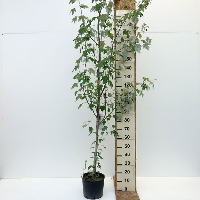 Exemplaar van Populus alba Bolleana - Witte abeel Pot van 7,5 l/10 l zoals geleverd in de zomer