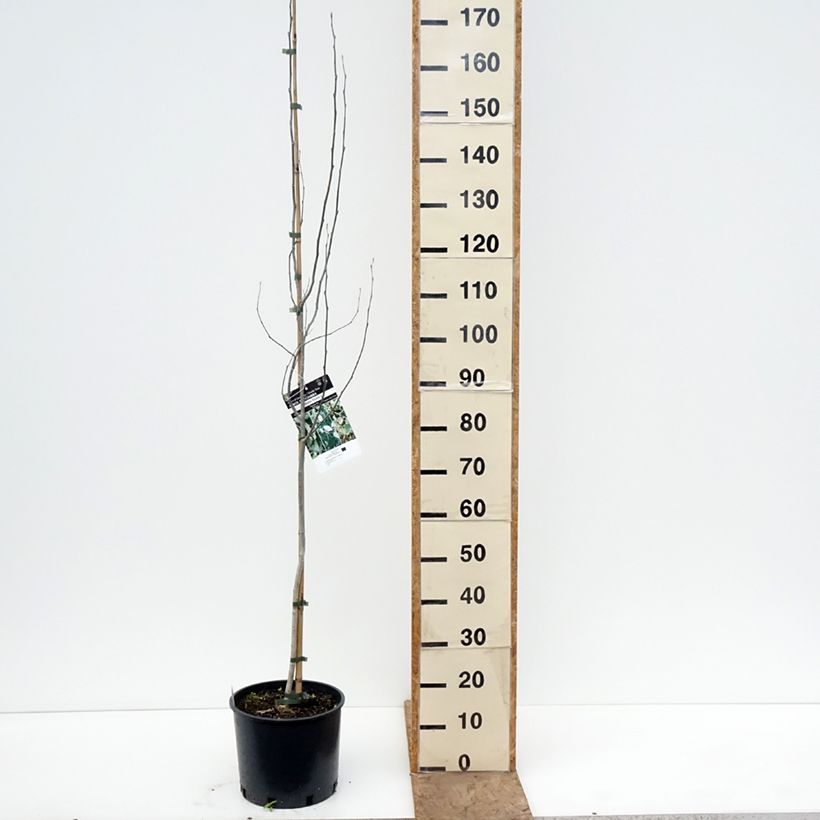 Exemplaar van Populus alba Bolleana - Witte abeel Pot van 7,5 l/10 l zoals geleverd in de lente