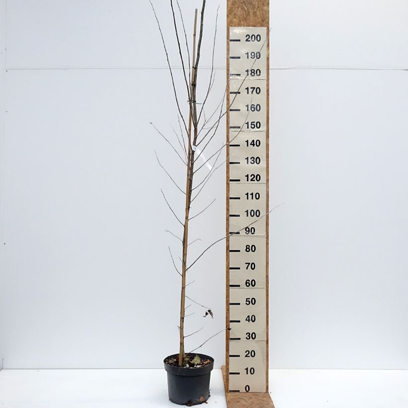 Exemplaar van Populus alba - Witte abeel Pot van 7,5 l/10 l zoals geleverd in de herfst