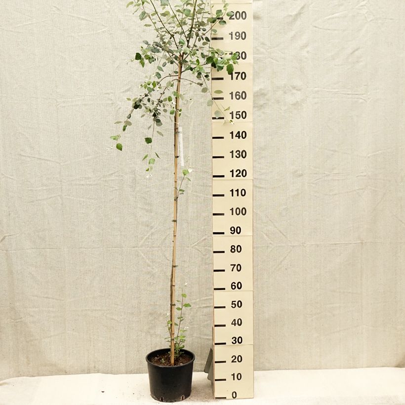 Example of Populus alba - Witte abeel Pot van 7,5 l/10 l as you get in printemps