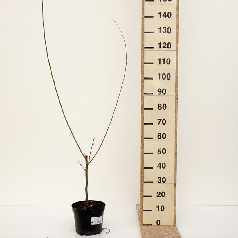 Exemplaar van Populus alba Richardii - Witte abeel Pot van 4 l/5 l zoals geleverd in de winter