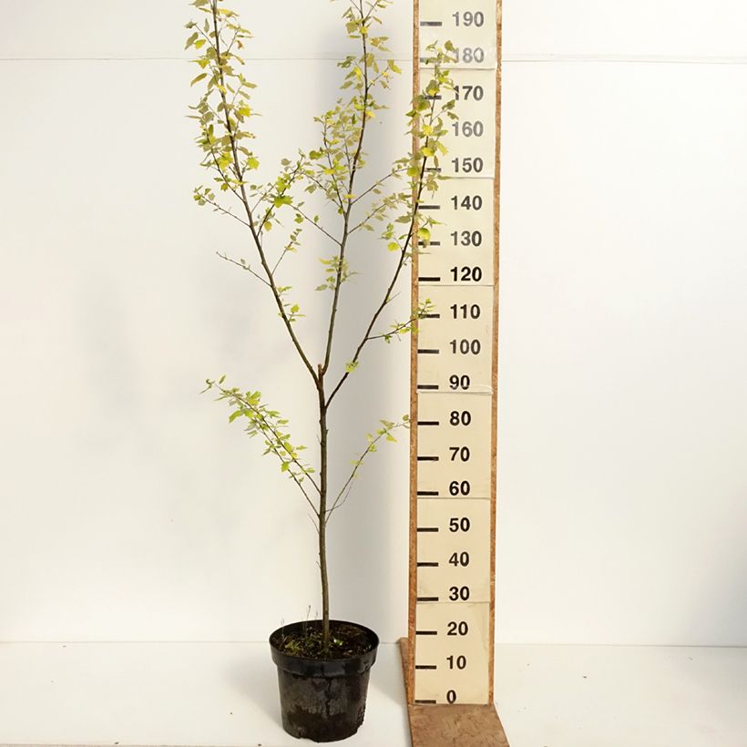 Exemplaar van Populus alba Richardii - Witte abeel Pot van 4 l/5 l zoals geleverd in de lente