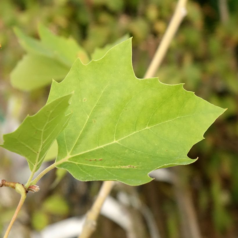 Populus nigra Lombardy Gold - Zwarte populier (Blad)