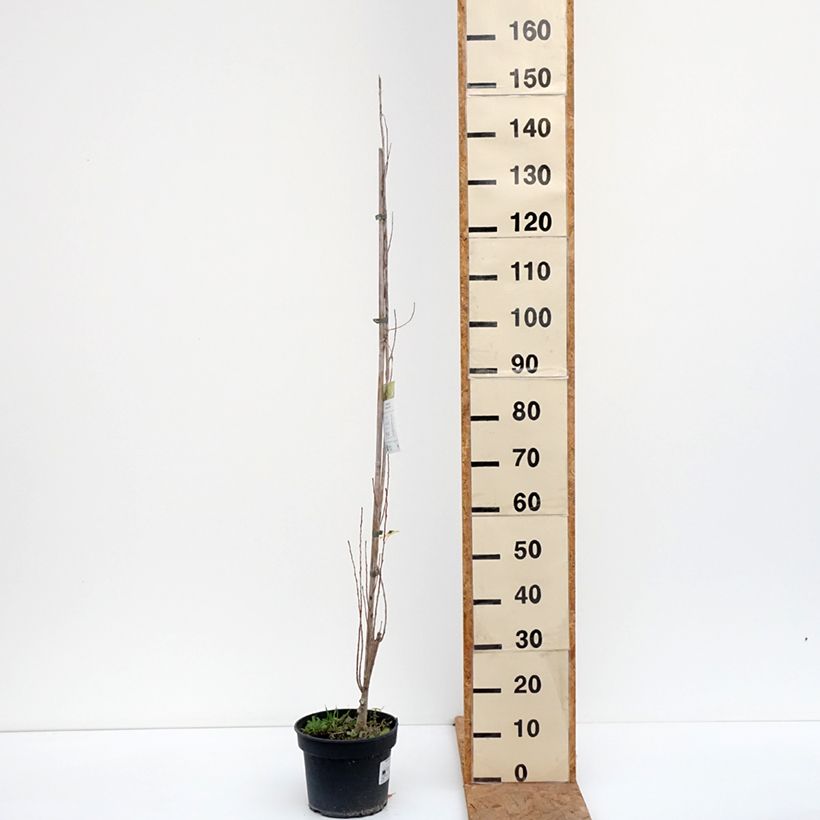 Exemplaar van Populus nigra Lombardy Gold - Zwarte populier Pot van 3 l/4 l zoals geleverd in de herfst