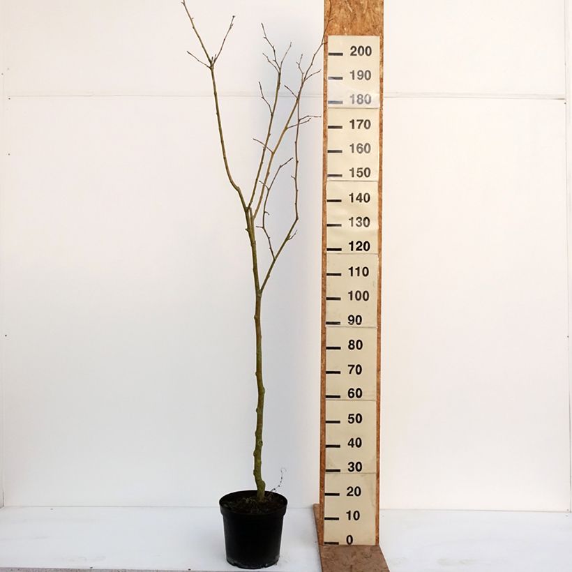 Example of Populus nigra Lombardy Gold - Zwarte populier Pot van 3 l/4 l as you get in hiver