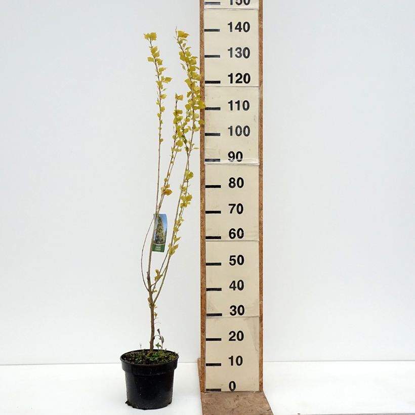 Exemplaar van Populus nigra Lombardy Gold - Zwarte populier Pot van 3 l/4 l zoals geleverd in de lente