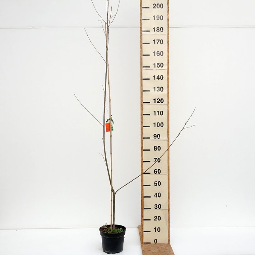 Exemplaar van Populus canadensis Serotina Aurea - Canadapopulier Pot van 4 l/5 l zoals geleverd in de herfst