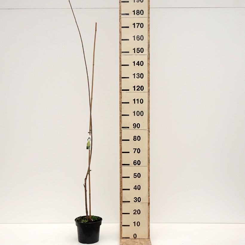 Exemplaar van Populus canadensis Serotina Aurea - Canadapopulier Pot van 4 l/5 l zoals geleverd in de winter