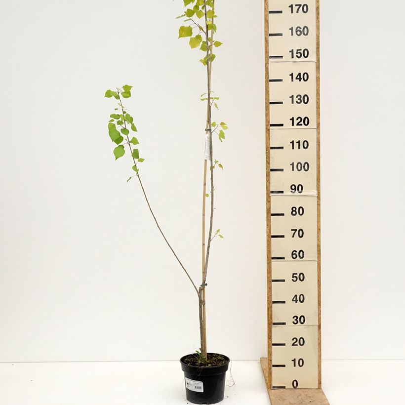 Example of Populus canadensis Serotina Aurea - Canadapopulier Pot van 4 l/5 l as you get in printemps