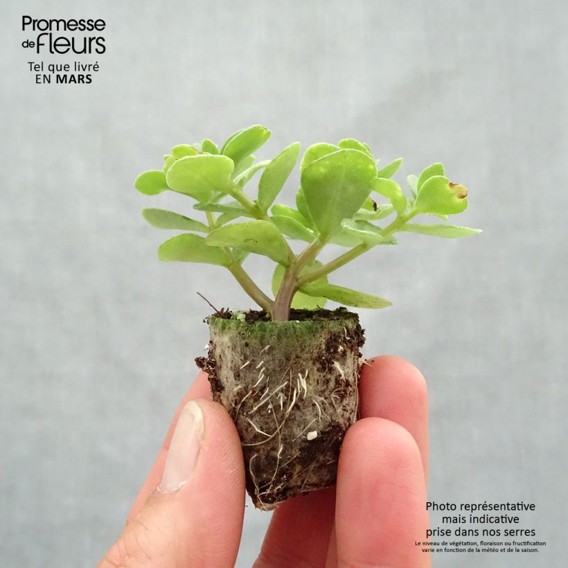 Exemplaar van Portulaca Pazzaz Nano Yellow Twist - Postelein Mini-mot Ø 3/4 cm zoals geleverd in de lente