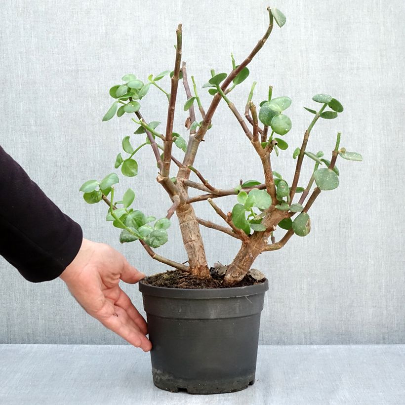 Exemplaar van Portulacaria afra Macrophylla - Spekboom Pot van 3 l/4 l zoals geleverd in de herfst