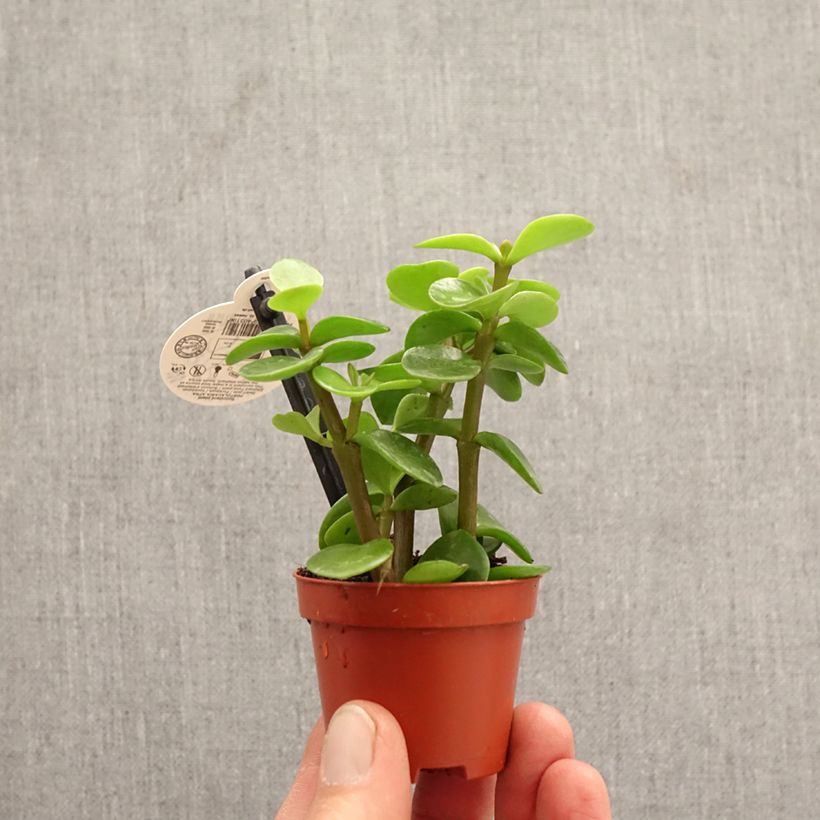 Exemplaar van Portulacaria afra Variegata - Spekboom Mini-kamerplanten zoals geleverd in de lente