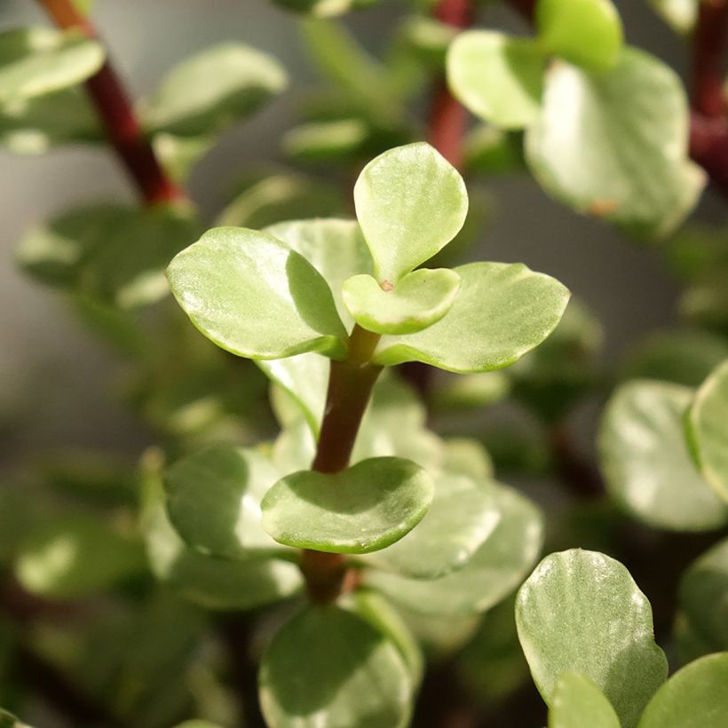Portulacaria afra Variegata - Spekboom (Blad)