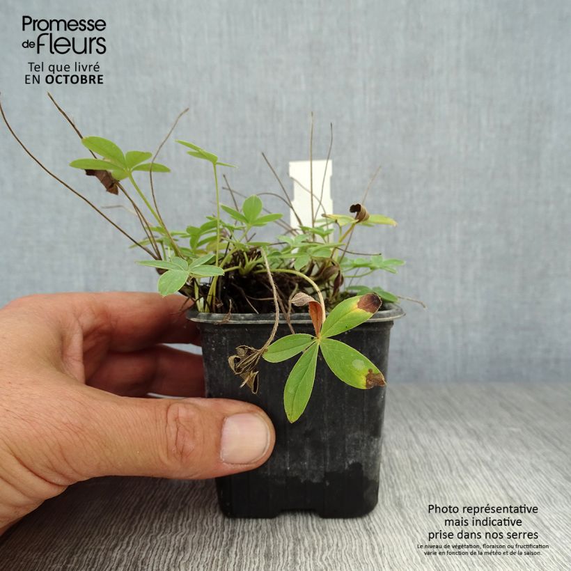 Exemplaar van Potentilla alba - Witte ganzerik Kweekpotje van 8/9 cm zoals geleverd in de herfst