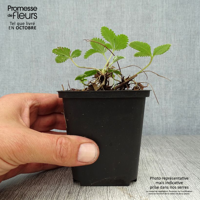 Exemplaar van Potentilla Arc en Ciel - Ganzerik Kweekpotje van 8/9 cm zoals geleverd in de herfst