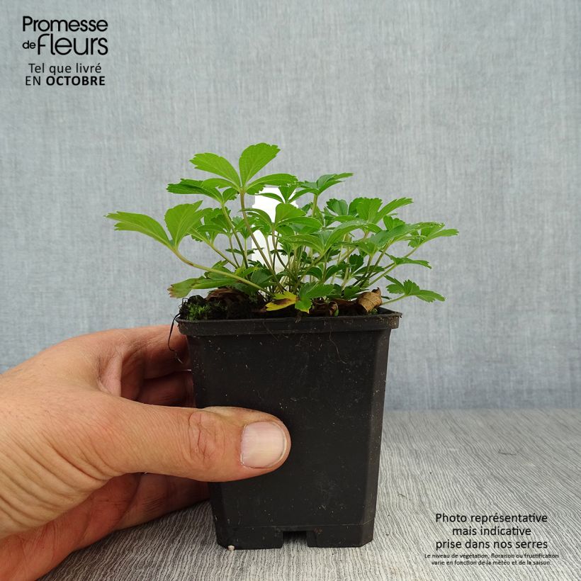 Exemplaar van Potentilla aurea - Gouden ganzerik Kweekpotje van 8/9 cm zoals geleverd in de herfst