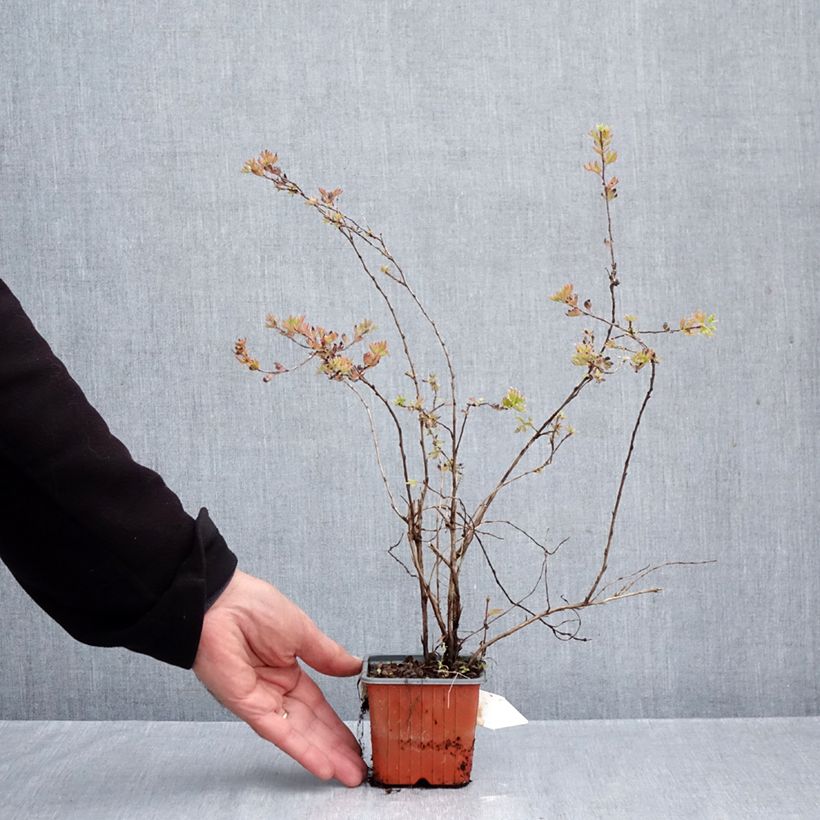 Exemplaar van Potentilla fruticosa Glamour Girl - Struikganzerik Kweekpotje van 8/9 cm zoals geleverd in de herfst