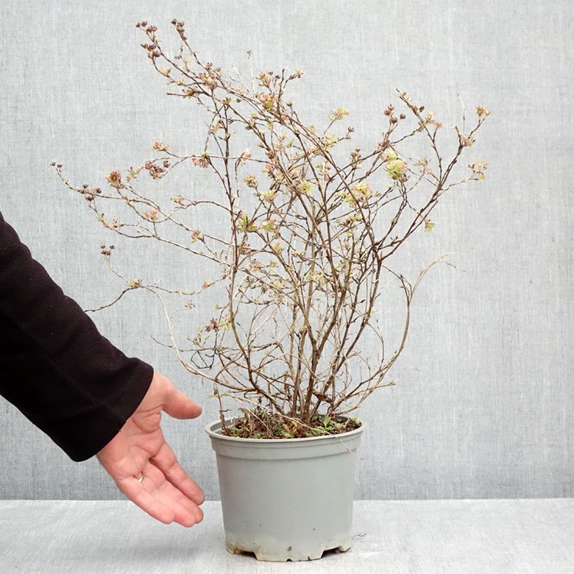 Exemplaar van Potentilla fruticosa Glamour Girl - Struikganzerik Pot van 2 l/3 l zoals geleverd in de herfst