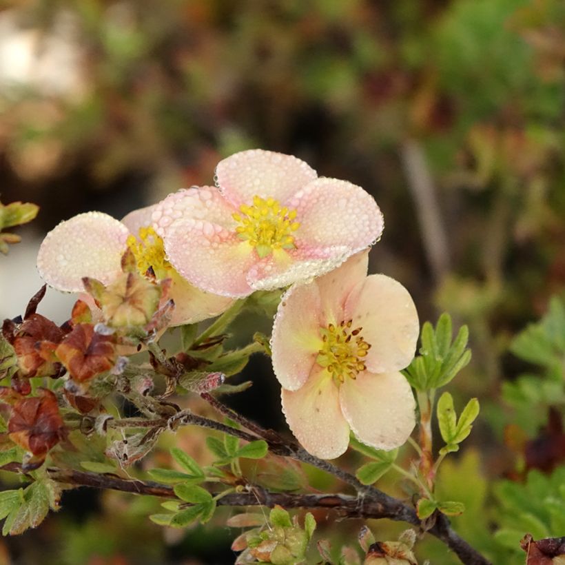 Potentilla fruticosa Glamour Girl - Struikganzerik (Bloei)