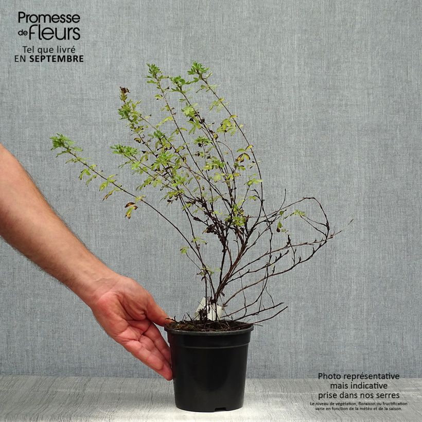 Exemplaar van Potentilla fruticosa Abbotswood - Struikganzerik Pot van 1 l/1,5 l zoals geleverd in de herfst