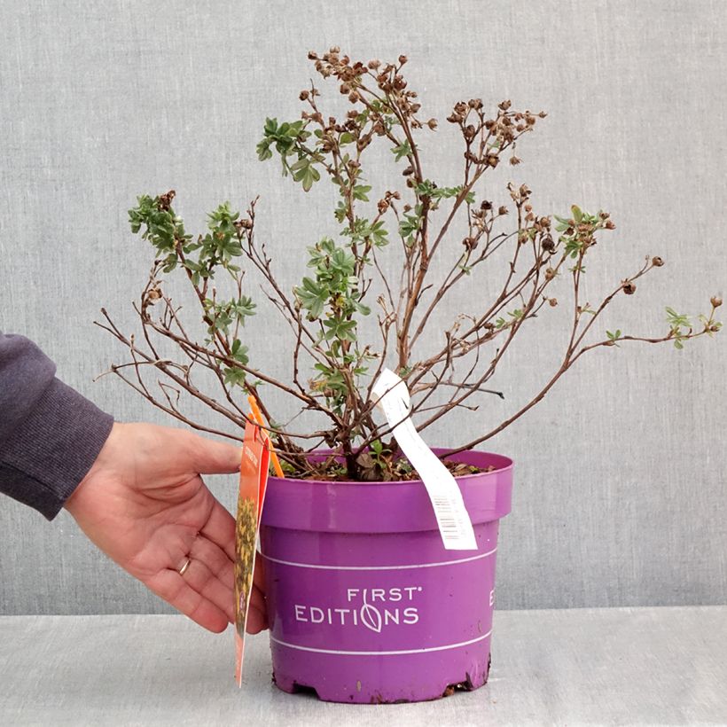 Exemplaar van Potentilla fruticosa Citrus Tart - Struikganzerik Pot van 2 l/3 l zoals geleverd in de herfst