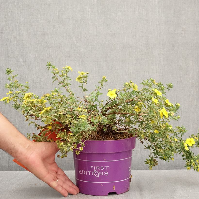 Exemplaar van Potentilla fruticosa Citrus Tart - Struikganzerik Pot van 2 l/3 l zoals geleverd in de zomer