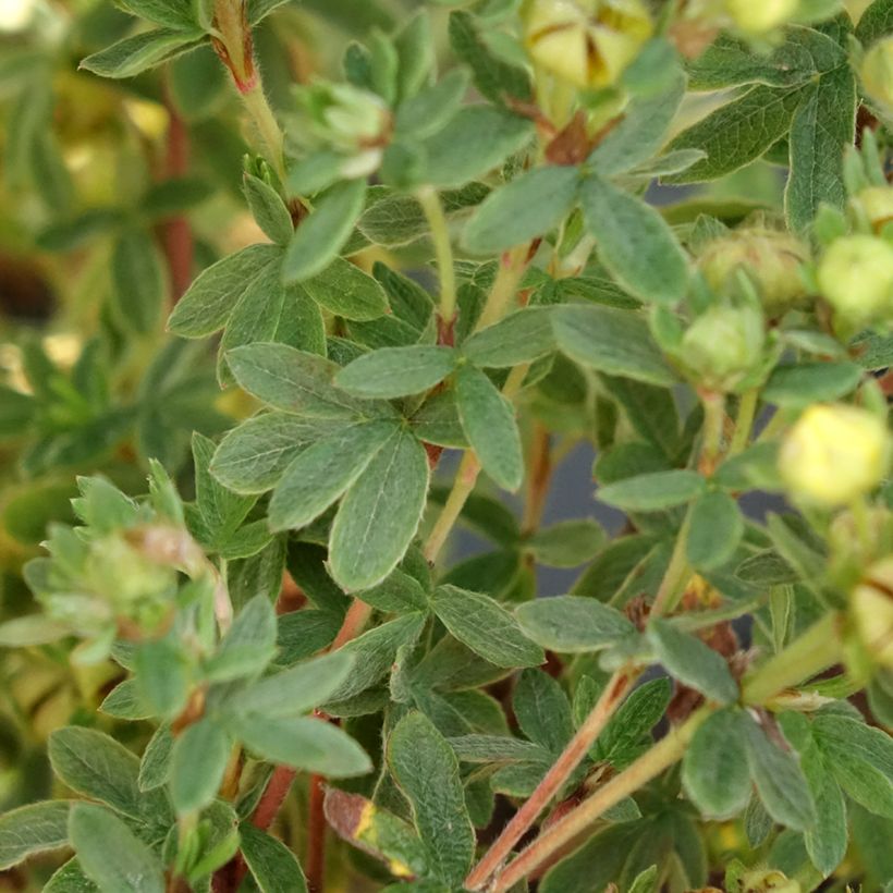 Potentilla fruticosa Citrus Tart - Struikganzerik (Blad)
