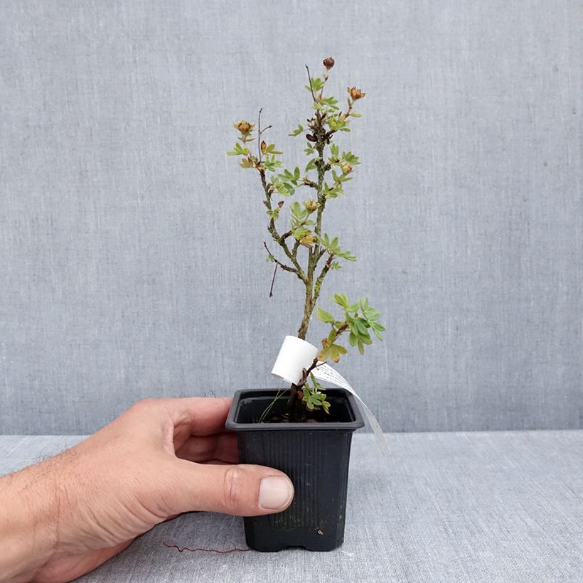 Exemplaar van Potentilla fruticosa Creme brulée - Struikganzerik Kweekpotje van 8/9 cm zoals geleverd in de herfst